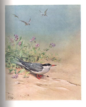 The birds of the British Isles, volume eleven.