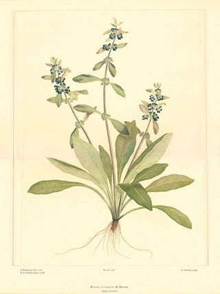 Stock ID 25871 Banks' Florilegium: a publication in thirty-four parts of seven hundred and...