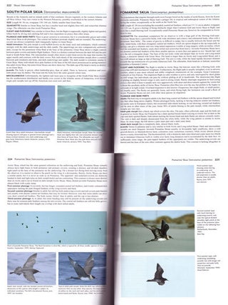 Flight identification of European seabirds.