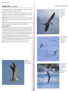 Flight identification of European seabirds.