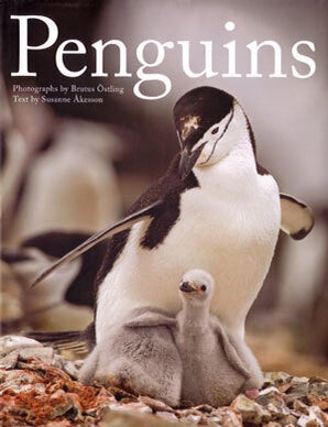 Stock ID 26121 Penguins. Brutus Ostling, Susanne Akesson.