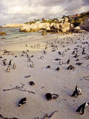 Penguins.