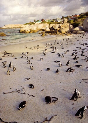 Penguins.