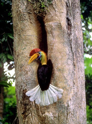 Rainforest: a photographic journey.