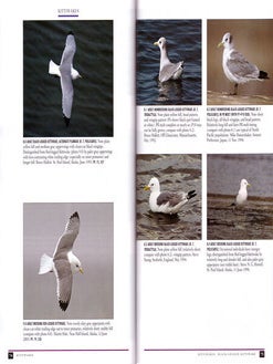 Gulls of the Americas.