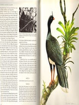 Curassows and related birds.