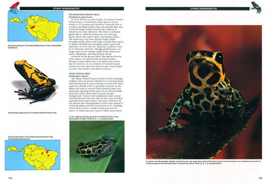 Jewels of the rainforest: poison frogs of the family Dendrobatidae by Jerry  G. Walls on Andrew Isles Natural History Books