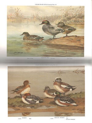 A natural history of the ducks.