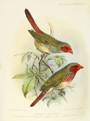 The Avicultural magazine. Being the journal of the Avicultural Society for the study of foreign and British birds.