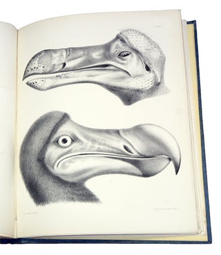 The dodo and kindred allies.