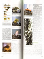Encyclopedia of tidepools and rocky shores.