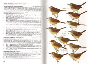 Reed and Bush warblers.