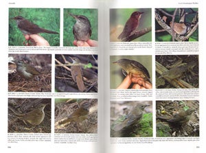 Reed and Bush warblers.