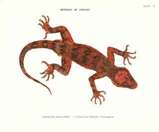 A colored atlas of some vertebrates from Ceylon, volume two: Tetrapod Reptilia.