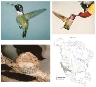 Hummingbirds of North America: attracting, feeding, and photographing.