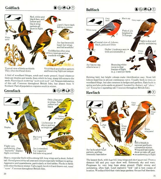 The Mitchell Beazley birdwatcher's pocket guide | Peter Hayman | reprint