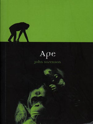 Stock ID 29081 Ape. John Sorenson