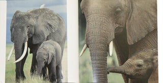 Elephant reflections.