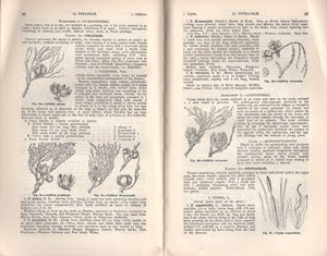 Flora of South Australia, part one: Cyathereaceae, Orchidaceae.