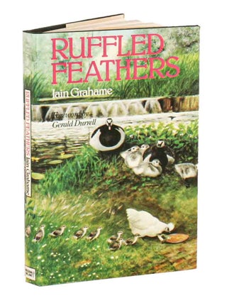 Stock ID 29663 Ruffled feathers. Iain Grahame