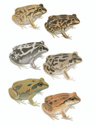 Short-footed Frog; Long-footed Frog; Daly Waters Frog [plate two. Frank Knight.