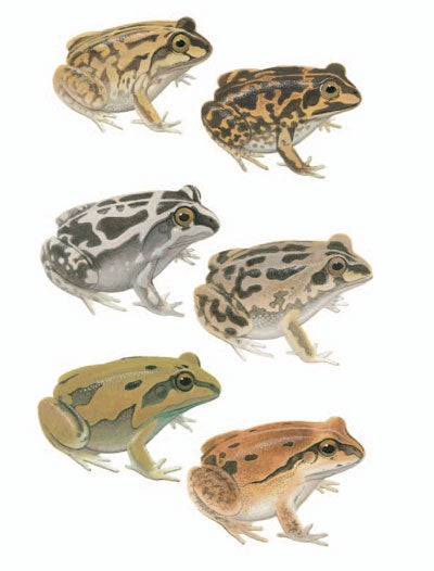 Stock ID 29809 Short-footed Frog; Long-footed Frog; Daly Waters Frog [plate two]. Frank Knight.