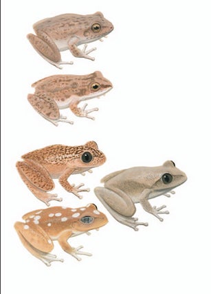 Copland's Rock Frog; Chattering Rock Frog; Australian Lace-lid [plate 16. Frank Knight.
