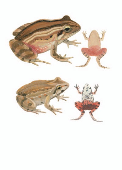 Stock ID 29901 Tschudi's Froglet; Tasmanian Froglet [plate 46]. Frank Knight.