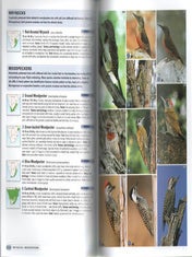 Complete photographic field guide: birds of southern Africa.