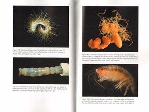 Deep-sea biodiversity: pattern and scale.