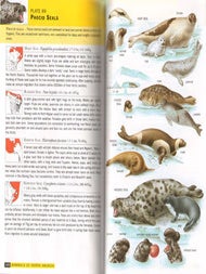 Mammals of North America.