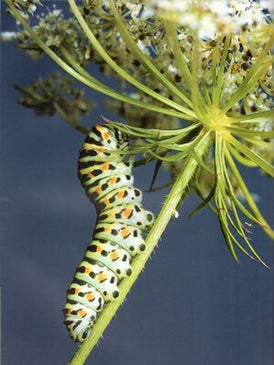 Amazing insects: the secret world of invertebrates.