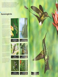 Animals: a visual guide to the animal kingdom.