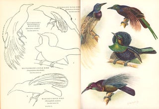 Birds of paradise and bower birds.