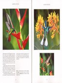 Hummingbirds of Costa Rica.