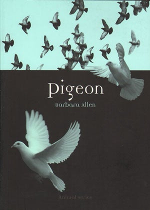 Stock ID 31080 Pigeon. Barbara Allen
