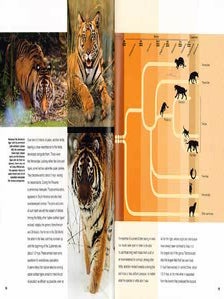 Tiger: lord of the jungle.