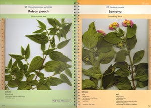 Native plant or weed: pick the difference, volume one.