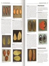 Seeds of Amazonian plants.