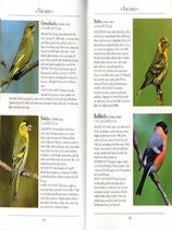 Naturalist's guide to the birds of Britain and Northern Europe.