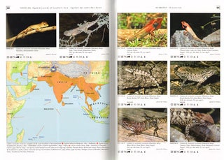 Agamid lizards of Southern Asia: Draconinae 1, Draconinae.