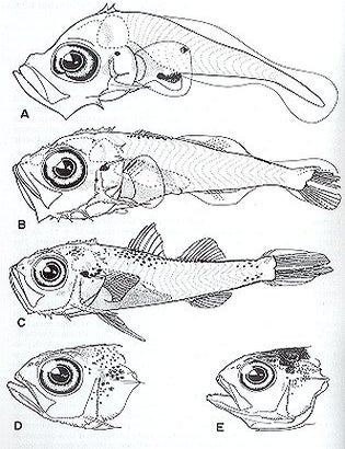 Stock ID 3159 The larvae of Indo-Pacific shorefishes. Leis J. M., T. Trnska.