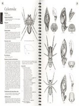 Spiders of New Zealand: an annotated family key and species list.