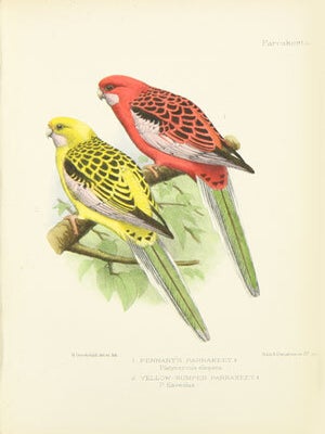 Parrakeets: a handbook to the imported species.