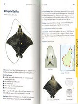 Sharks and Rays of Borneo.