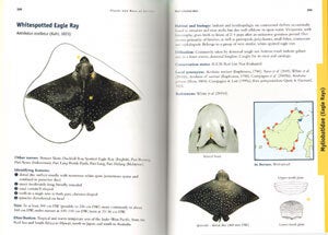 Sharks and Rays of Borneo.