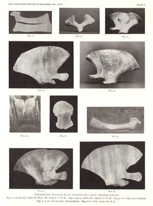 Whalebone Whales of the Western North Atlantic compared with those occurring in European waters with some observations on the species of the North Pacific.