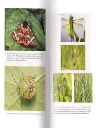 Silent summer: the state of wildlife in Britain and Ireland.