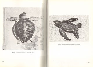 The sea turtles of south-east Africa. I: status, morphology and distributions.