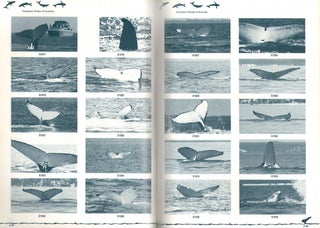 Humpback whales of Australia: a catalogue of individual whales identified by fluke photographs.